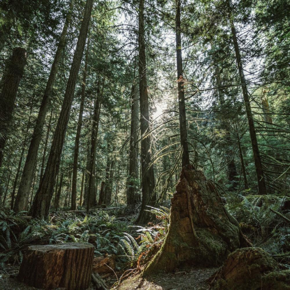 TRAVANDO Wallets Umweltschutz